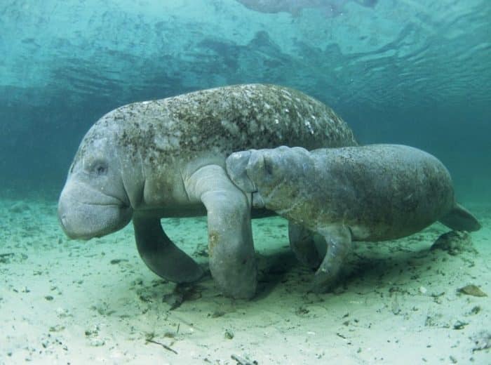  mendengar ikan duyung pikirannya langsung kemana IKAN DUYUNG (DUGONG) : Cara Merawat, Pakan, Fakta Unik