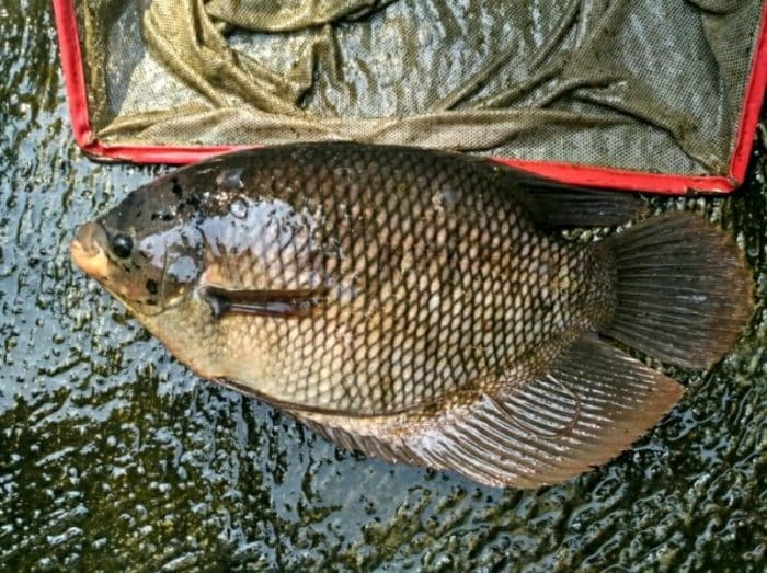  dengan anekaragam karya alamnya termasuk jenis ikan yang begitu beragam IKAN GURAME : Cara Merawat, Budidaya, Pakan, Harga Jual (Lengkap)