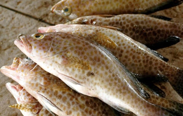  Tidak dapat dipungkiri bahwa ikan kerapu merupakan salah satu jenis ikan yang laris dikon IKAN KERAPU : Cara Merawat, Budidaya, Pakan, Harga Jual (Lengkap)