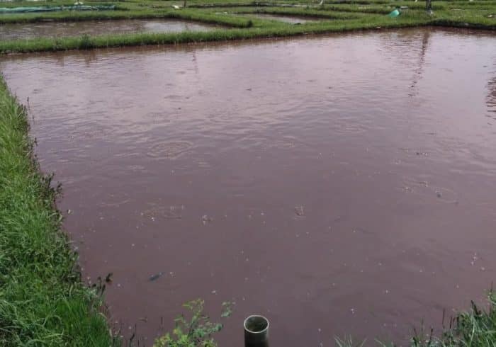  Jenis ikan satu ini merupakan satu dari sekian jenis ikan yang memiliki popularitas cukup IKAN ARWANA : Cara Merawat, Budidaya, Pakan Terbaik (Lengkap)