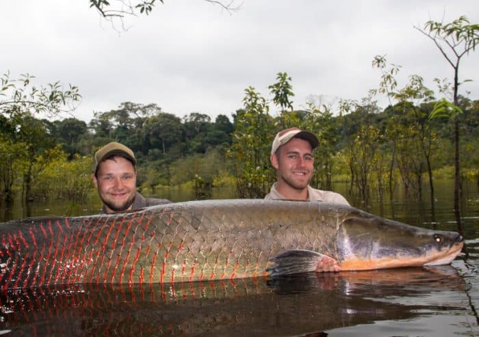  Beberapa waktu lalu Indonesia dihebohkan dengan keberadaan ikan ganas berbahaya di Sungai IKAN ARAPAIMA : Cara Merawat, Pakan, Harga Jual (Lengkap)