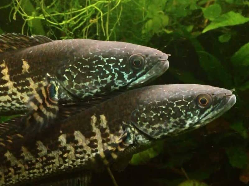 Ikan Gabus Cara Merawat Budidaya Pakan Harga Jual Lengkap