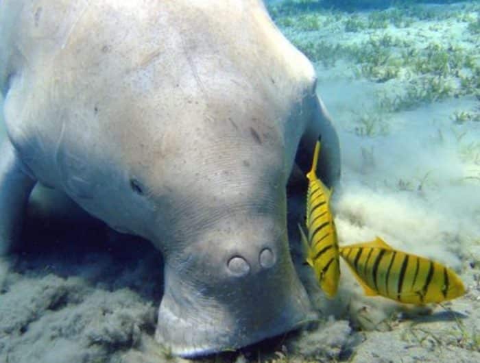  mendengar ikan duyung pikirannya langsung kemana IKAN DUYUNG (DUGONG) : Cara Merawat, Pakan, Fakta Unik