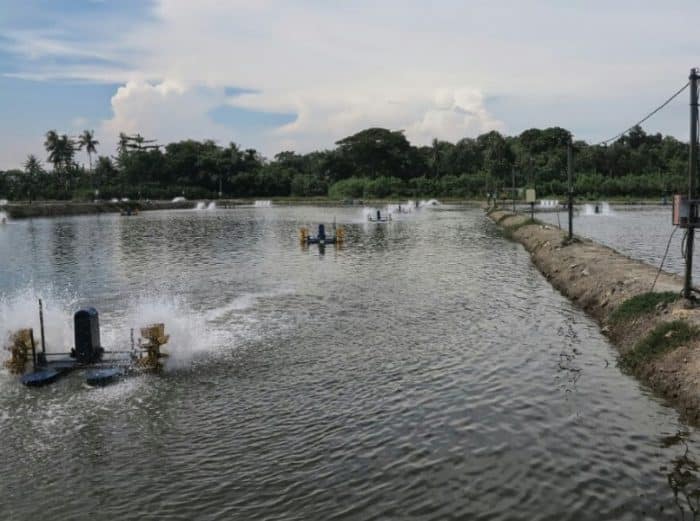  dengan anekaragam karya alamnya termasuk jenis ikan yang begitu beragam IKAN GURAME : Cara Merawat, Budidaya, Pakan, Harga Jual (Lengkap)