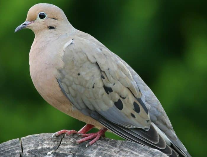  Siapa yang tak mengenal burung perkutut BURUNG PERKUTUT : Cara Merawat, Pakan, Harga Jual (Lengkap)