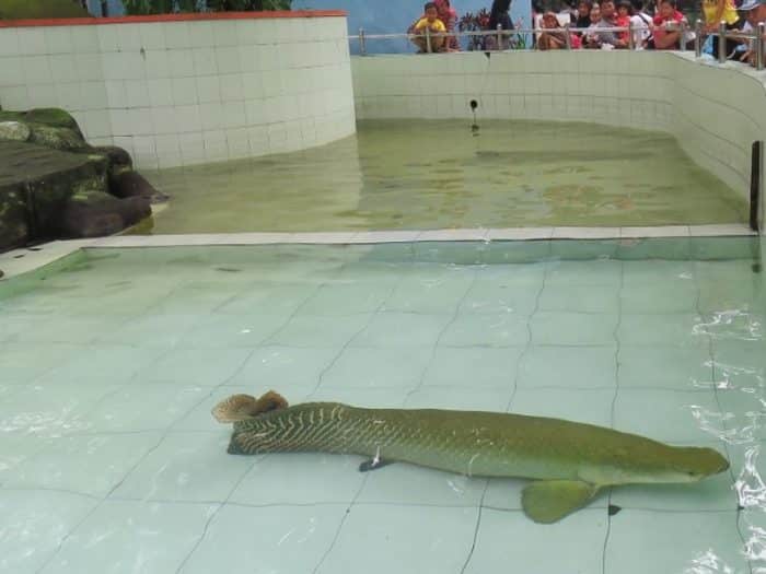  Beberapa waktu lalu Indonesia dihebohkan dengan keberadaan ikan ganas berbahaya di Sungai IKAN ARAPAIMA : Cara Merawat, Pakan, Harga Jual (Lengkap)