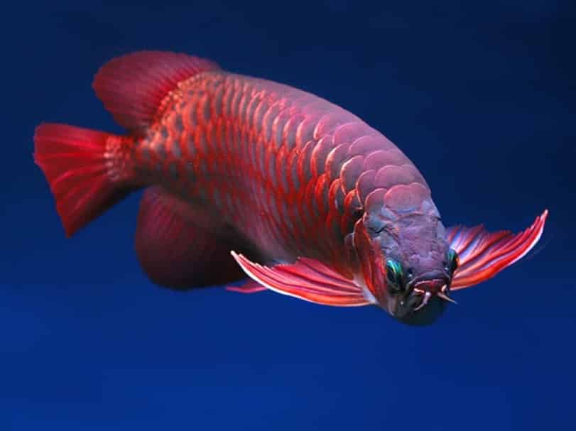 Perawatan Kolam Ikan Arwana - Thegorbalsla