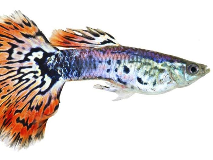 IKAN GUPPY : Cara Merawat, Budidaya, Jenis, Pakan (Lengkap)