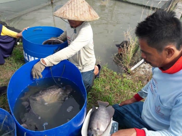  dengan anekaragam karya alamnya termasuk jenis ikan yang begitu beragam IKAN GURAME : Cara Merawat, Budidaya, Pakan, Harga Jual (Lengkap)