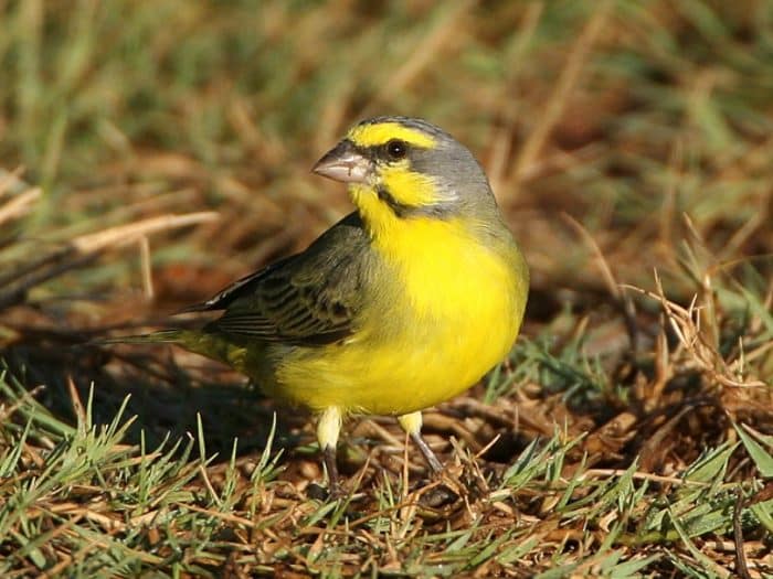  Salah satu dari burung yang paling sering dipilih untuk dipelihara adalah burung kenari BURUNG KENARI : Cara Merawat, Pakan, Harga Jual (Lengkap)