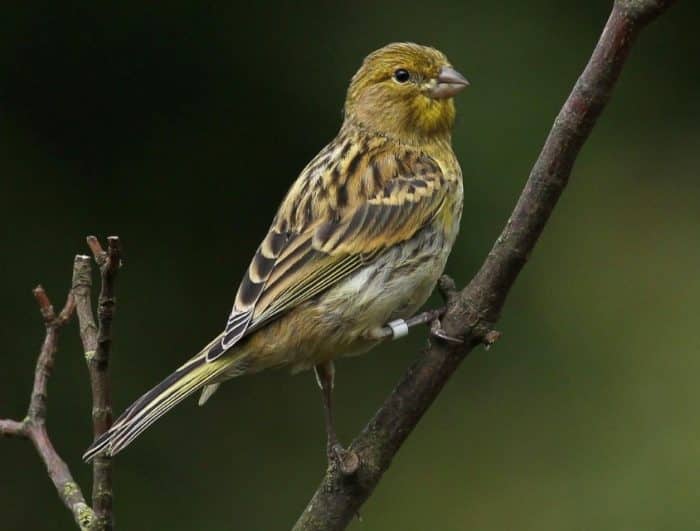  Salah satu dari burung yang paling sering dipilih untuk dipelihara adalah burung kenari BURUNG KENARI : Cara Merawat, Pakan, Harga Jual (Lengkap)