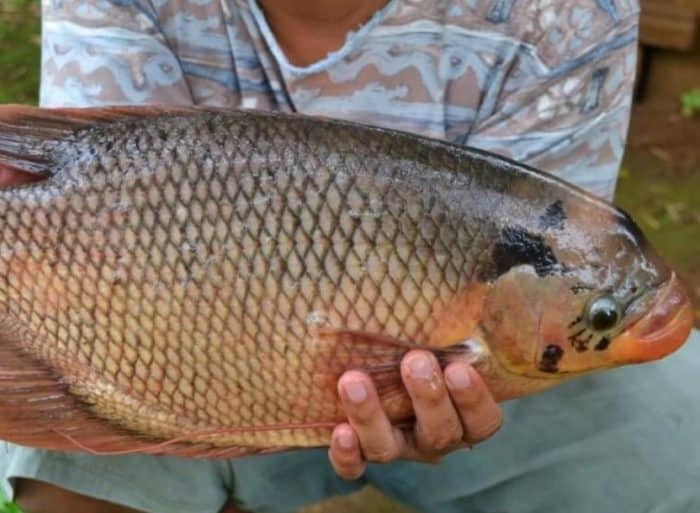  dengan anekaragam karya alamnya termasuk jenis ikan yang begitu beragam IKAN GURAME : Cara Merawat, Budidaya, Pakan, Harga Jual (Lengkap)