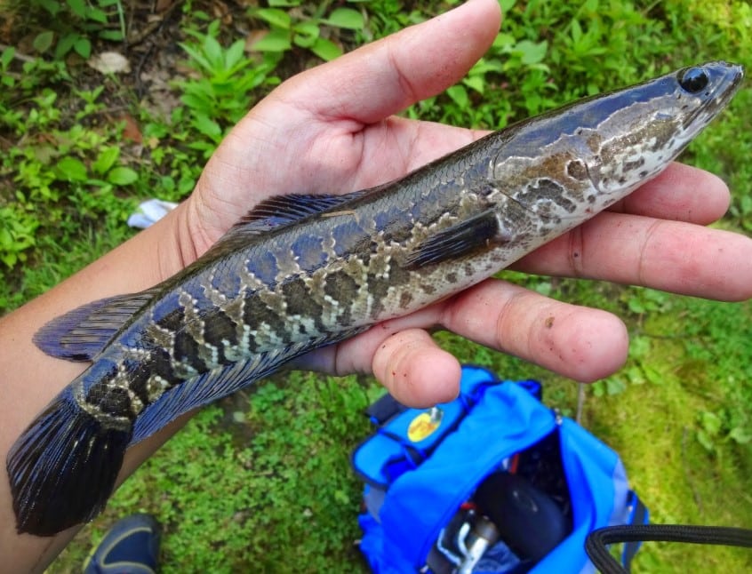  merupakan salah satu hewan endemik yang ada di Indonesia sejak lama IKAN GABUS : Cara Merawat, Budidaya, Pakan, Harga Jual (Lengkap)