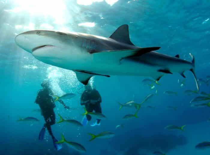 78 Jelaskan Mengapa Ikan Air Laut Tidak Dapa Inga Di Air Tawar HD Terbaru