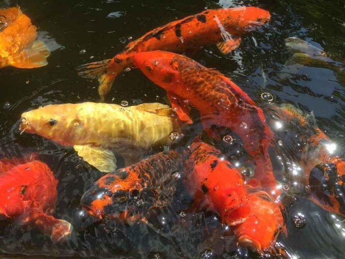  Ikan merupakan hewan yang tinggal di perairan IKAN MAS : Cara Merawat, Pakan, Harga Jual (Lengkap)