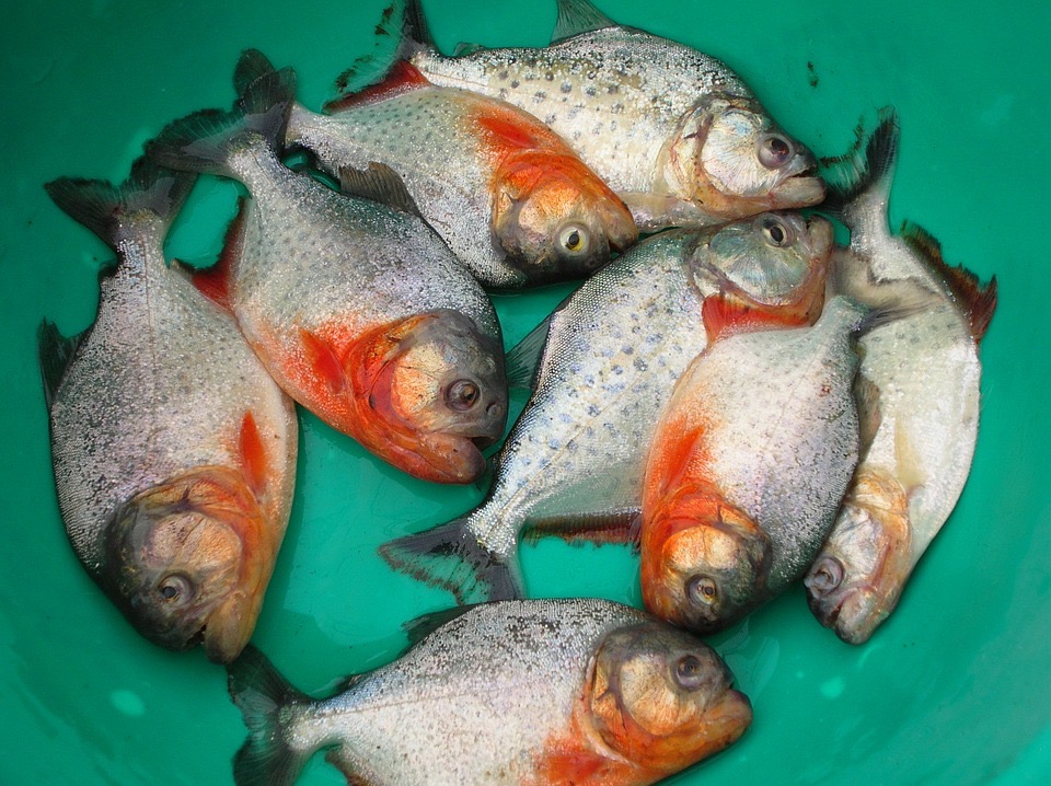 Apa Ikan Piranha Bisa Hidup di Indonesia Thegorbalsla