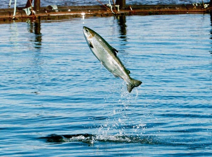  Untuk mendapatkan gizi yang baik sudah bisa dengan mudah anda dapatkan dari mana saja IKAN SALMON : Cara Merawat, Budidaya, Pakan, Harga Jual (Lengkap)