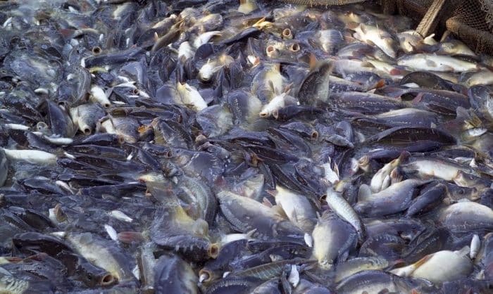  merupakan salah satu jenis ikan yang banyak dikonsumsi oleh masyarakat Indonesia IKAN NILA : Cara Merawat, Budidaya, Pakan, Harga Jual (Lengkap)