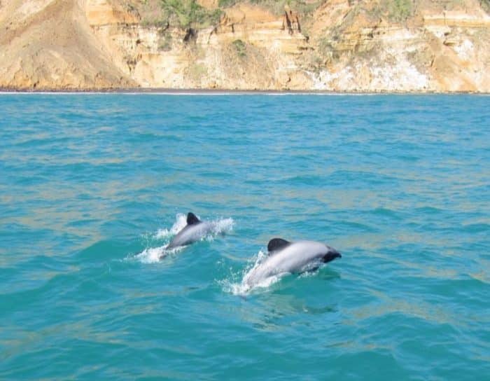 lumba termasuk kedalam mamalia yang hidup di laut IKAN LUMBA LUMBA : Cara Merawat, Pakan, Jenis, Ciri Ciri (Lengkap)