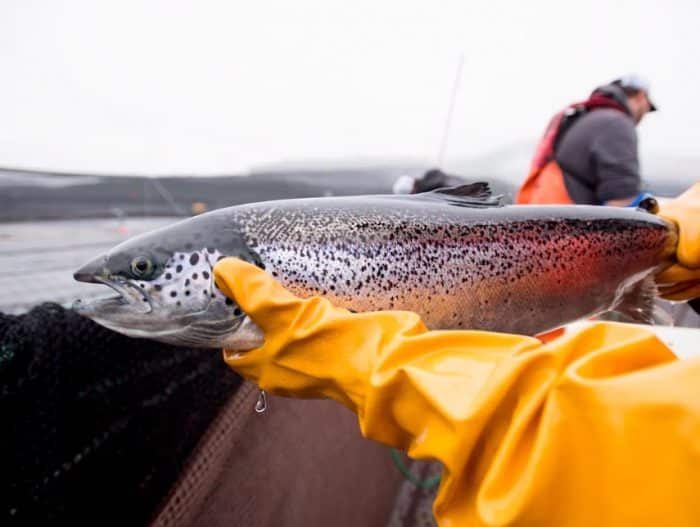  Untuk mendapatkan gizi yang baik sudah bisa dengan mudah anda dapatkan dari mana saja IKAN SALMON : Cara Merawat, Budidaya, Pakan, Harga Jual (Lengkap)