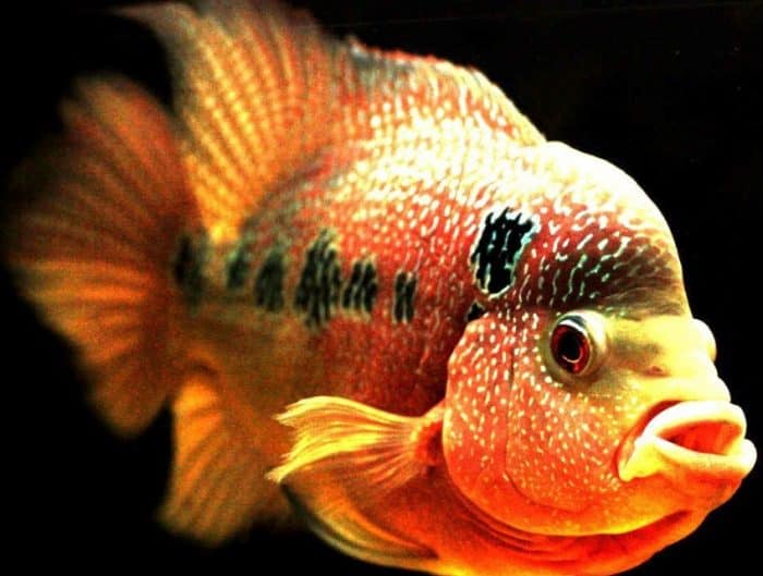  atau ikan flowerhorn merupakan salah satu jenis ikan hias yang sangat khas karena memilik IKAN LOUHAN : Cara Merawat, Budidaya, Pakan, Harga Jual (Lengkap)