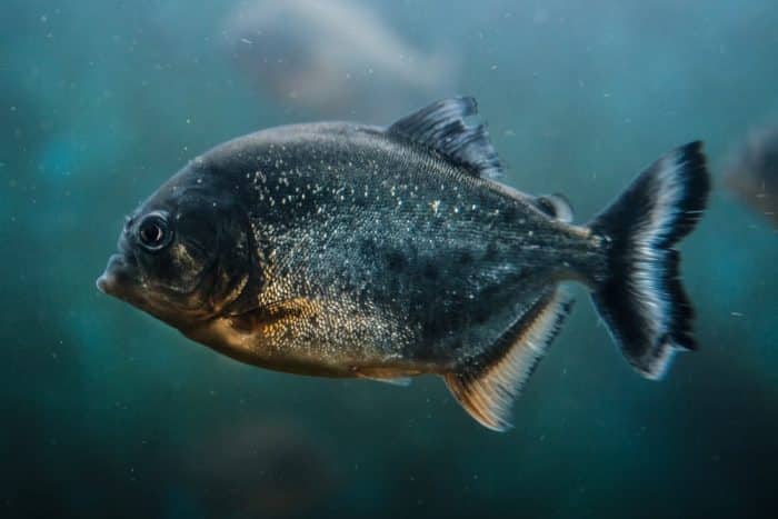  Anda pasti pernah mendengar ikan piranha bukan yang biasa hidup di perairan tawar di Sung IKAN PIRANHA : Cara Merawat, Pakan, Harga Jual (Lengkap)