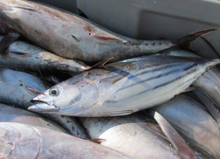  Banyak yang beranggapan bahwa ikan tongkol dengan ikan tuna adalah sama IKAN TONGKOL : Cara Merawat, Budidaya, Pakan, Harga Jual (Lengkap)