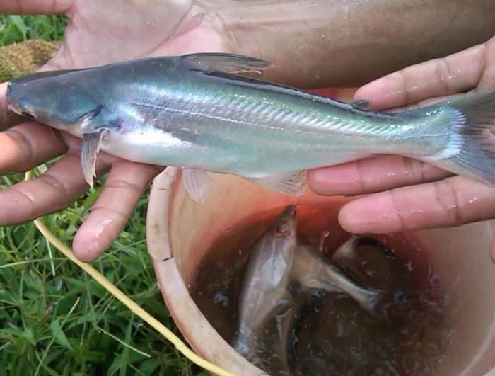  Ikan patin merupakan salah satu ikan yang asli dari perairan Indonesia IKAN PATIN : Cara Merawat, Budidaya, Pakan, Harga Jual (Lengkap)