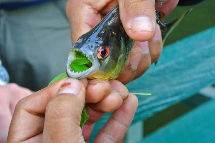  Anda pasti pernah mendengar ikan piranha bukan yang biasa hidup di perairan tawar di Sung IKAN PIRANHA : Cara Merawat, Pakan, Harga Jual (Lengkap)