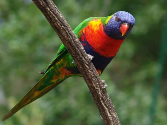  Burung nuri adalah salah satu jenis burung yang memiliki banyak penggemar BURUNG NURI : Cara Merawat, Pakan, Harga Jual (Lengkap)