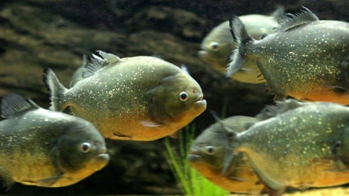  Anda pasti pernah mendengar ikan piranha bukan yang biasa hidup di perairan tawar di Sung IKAN PIRANHA : Cara Merawat, Pakan, Harga Jual (Lengkap)