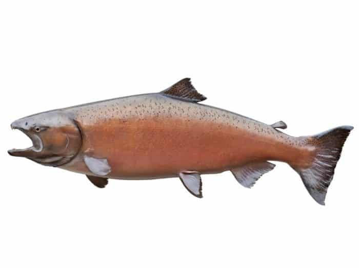  Untuk mendapatkan gizi yang baik sudah bisa dengan mudah anda dapatkan dari mana saja IKAN SALMON : Cara Merawat, Budidaya, Pakan, Harga Jual (Lengkap)