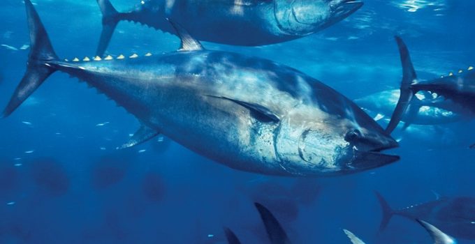 Ikan Tuna Cara Budidaya Pakan Harga Jual Jenis Lengkap