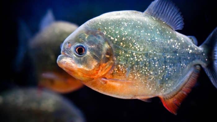  Anda pasti pernah mendengar ikan piranha bukan yang biasa hidup di perairan tawar di Sung IKAN PIRANHA : Cara Merawat, Pakan, Harga Jual (Lengkap)