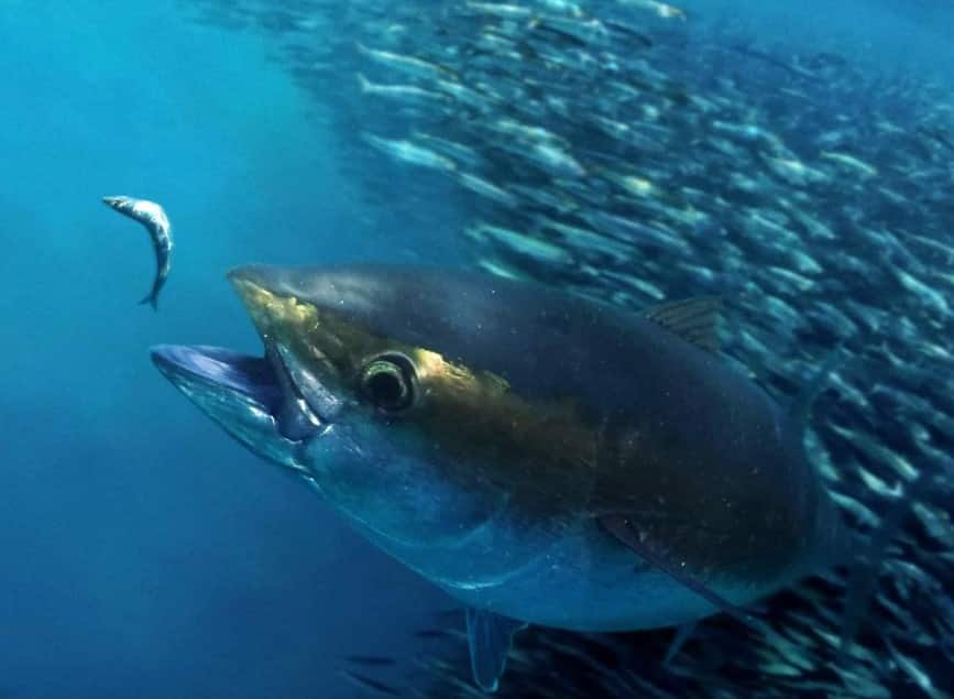  Ciri  ciri  Ikan  Tuna yang Segar Thegorbalsla