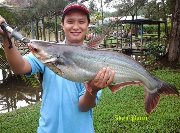  Ikan patin merupakan salah satu ikan yang asli dari perairan Indonesia IKAN PATIN : Cara Merawat, Budidaya, Pakan, Harga Jual (Lengkap)