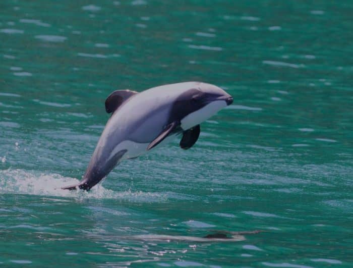 lumba termasuk kedalam mamalia yang hidup di laut IKAN LUMBA LUMBA : Cara Merawat, Pakan, Jenis, Ciri Ciri (Lengkap)