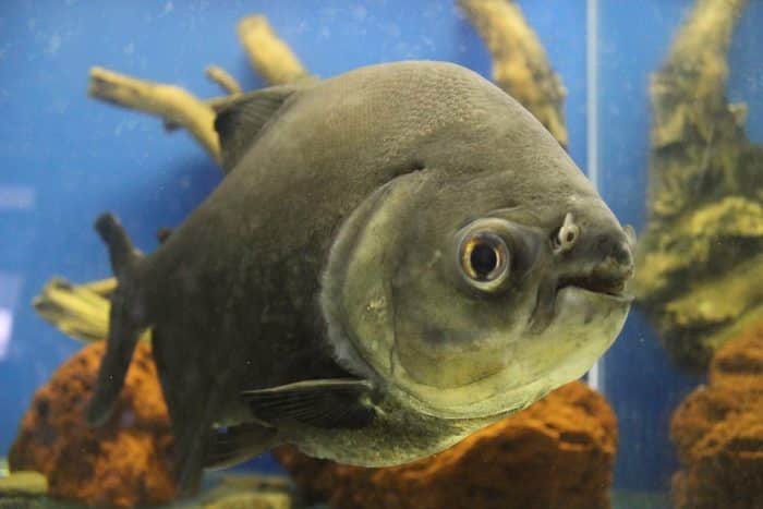  Anda pasti pernah mendengar ikan piranha bukan yang biasa hidup di perairan tawar di Sung IKAN PIRANHA : Cara Merawat, Pakan, Harga Jual (Lengkap)