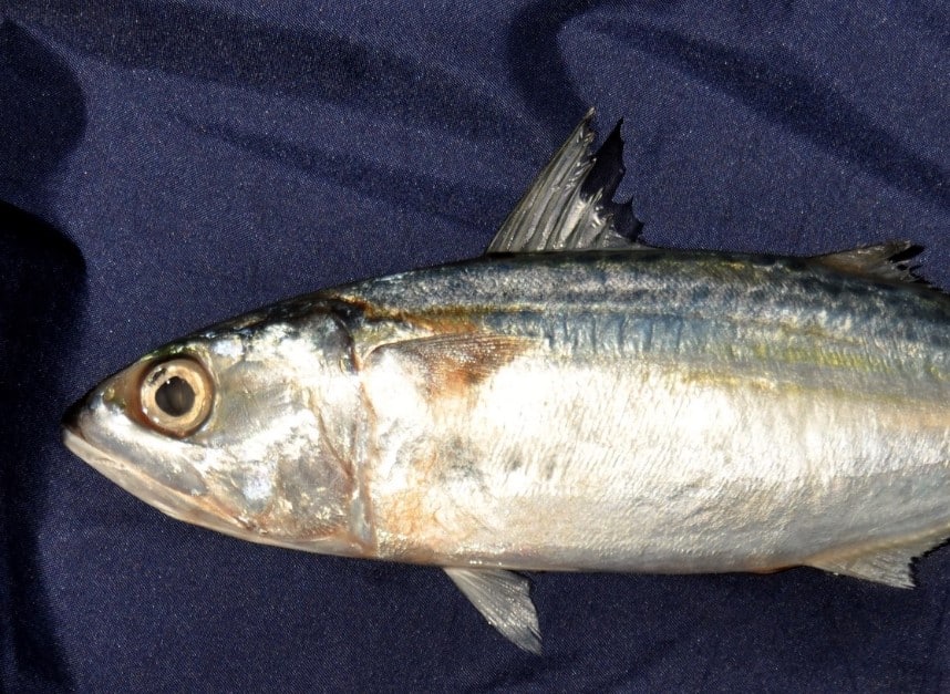 Harga Ikan Kembung di Pasaran - Thegorbalsla