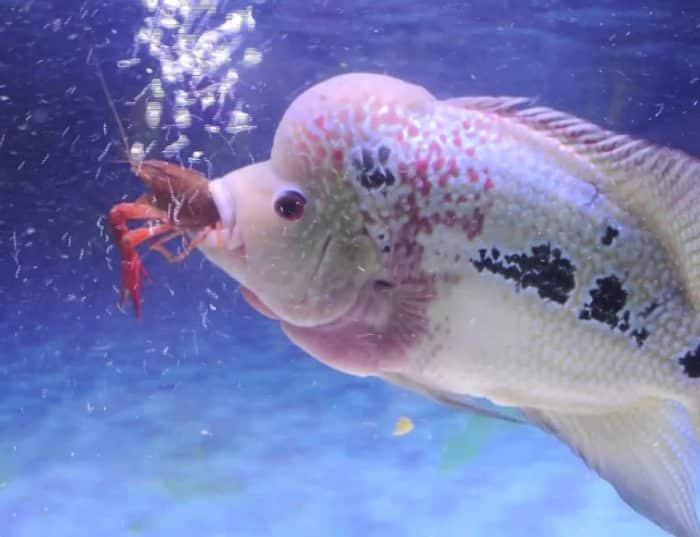  atau ikan flowerhorn merupakan salah satu jenis ikan hias yang sangat khas karena memilik IKAN LOUHAN : Cara Merawat, Budidaya, Pakan, Harga Jual (Lengkap)