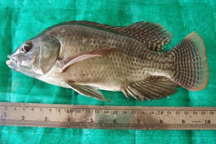  merupakan salah satu jenis ikan yang banyak dikonsumsi oleh masyarakat Indonesia IKAN NILA : Cara Merawat, Budidaya, Pakan, Harga Jual (Lengkap)