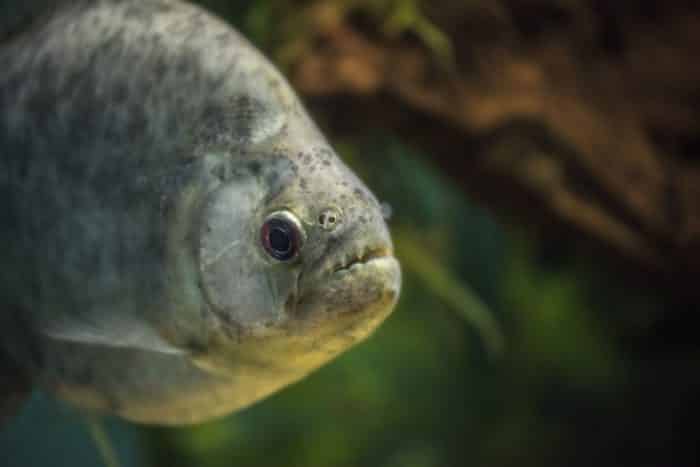  Anda pasti pernah mendengar ikan piranha bukan yang biasa hidup di perairan tawar di Sung IKAN PIRANHA : Cara Merawat, Pakan, Harga Jual (Lengkap)