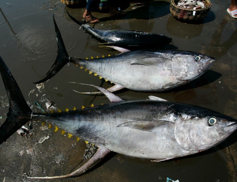 Harga Ikan  Tuna di Pasaran  Thegorbalsla