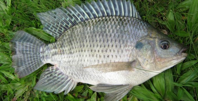 Inilah 8 Jenis Ikan Nila yang Unggul di Indonesia - Urban - www