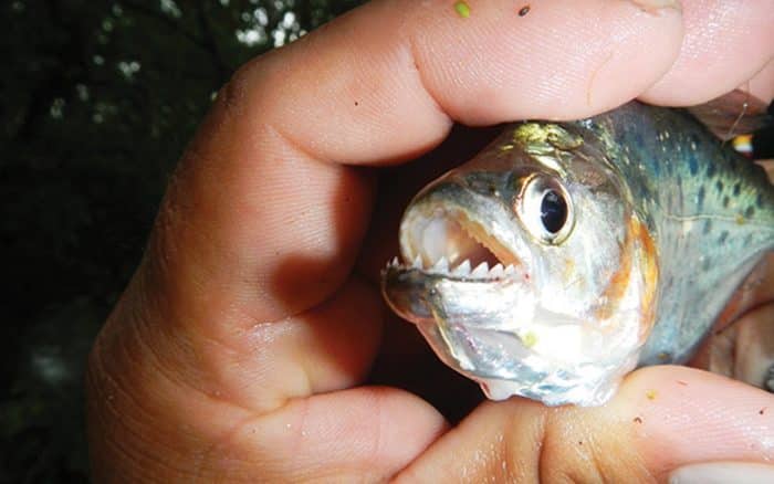 Download 7700 Koleksi Gambar Ikan Piranha Terbesar Di Dunia