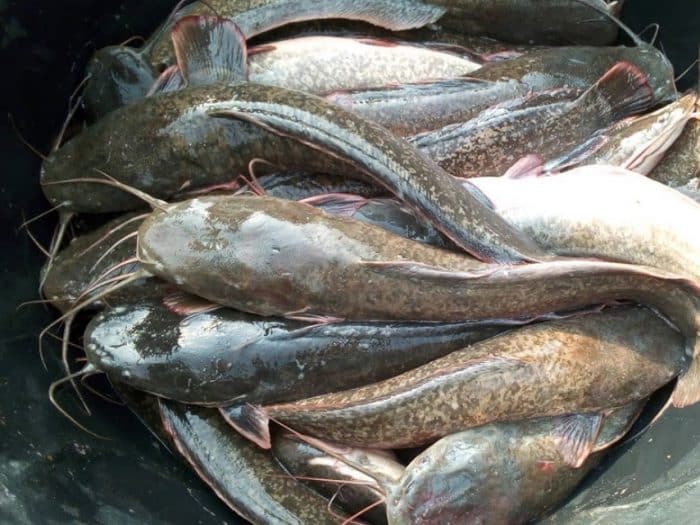  Ikan lele merupakan salah satu jenis ikan yang hidup di air tawar IKAN LELE : Cara Merawat, Budidaya, Pakan, Harga Jual (Lengkap)