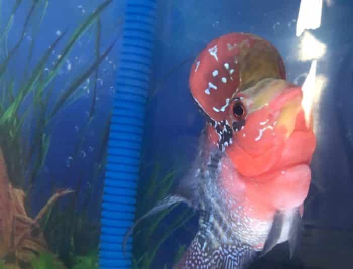  atau ikan flowerhorn merupakan salah satu jenis ikan hias yang sangat khas karena memilik IKAN LOUHAN : Cara Merawat, Budidaya, Pakan, Harga Jual (Lengkap)