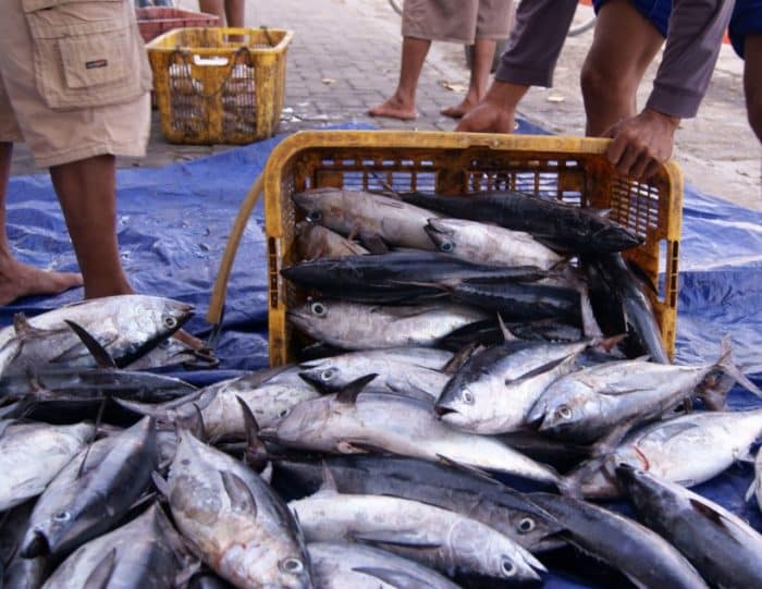  Banyak yang beranggapan bahwa ikan tongkol dengan ikan tuna adalah sama IKAN TONGKOL : Cara Merawat, Budidaya, Pakan, Harga Jual (Lengkap)