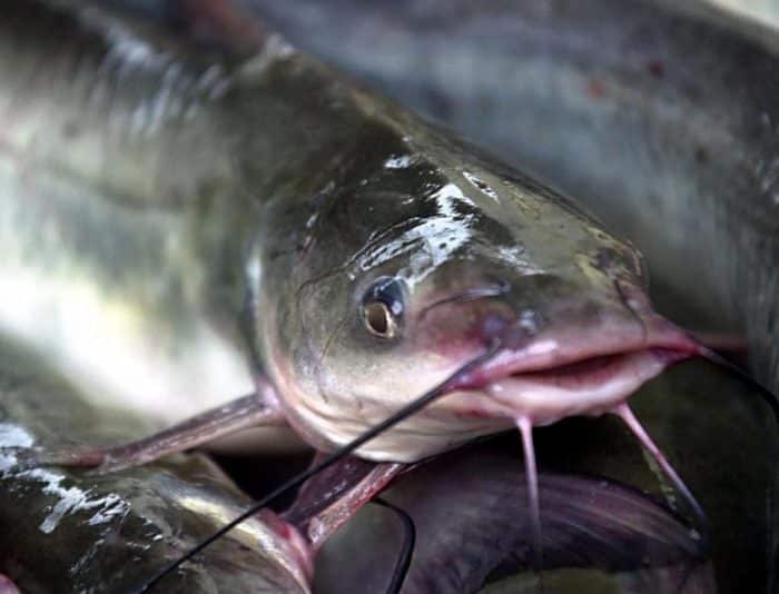  Ikan lele merupakan salah satu jenis ikan yang hidup di air tawar IKAN LELE : Cara Merawat, Budidaya, Pakan, Harga Jual (Lengkap)