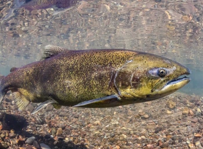  Untuk mendapatkan gizi yang baik sudah bisa dengan mudah anda dapatkan dari mana saja IKAN SALMON : Cara Merawat, Budidaya, Pakan, Harga Jual (Lengkap)